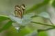  (Mcclungia cymo)