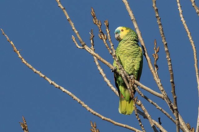 Amazona&nbsp;aestiva