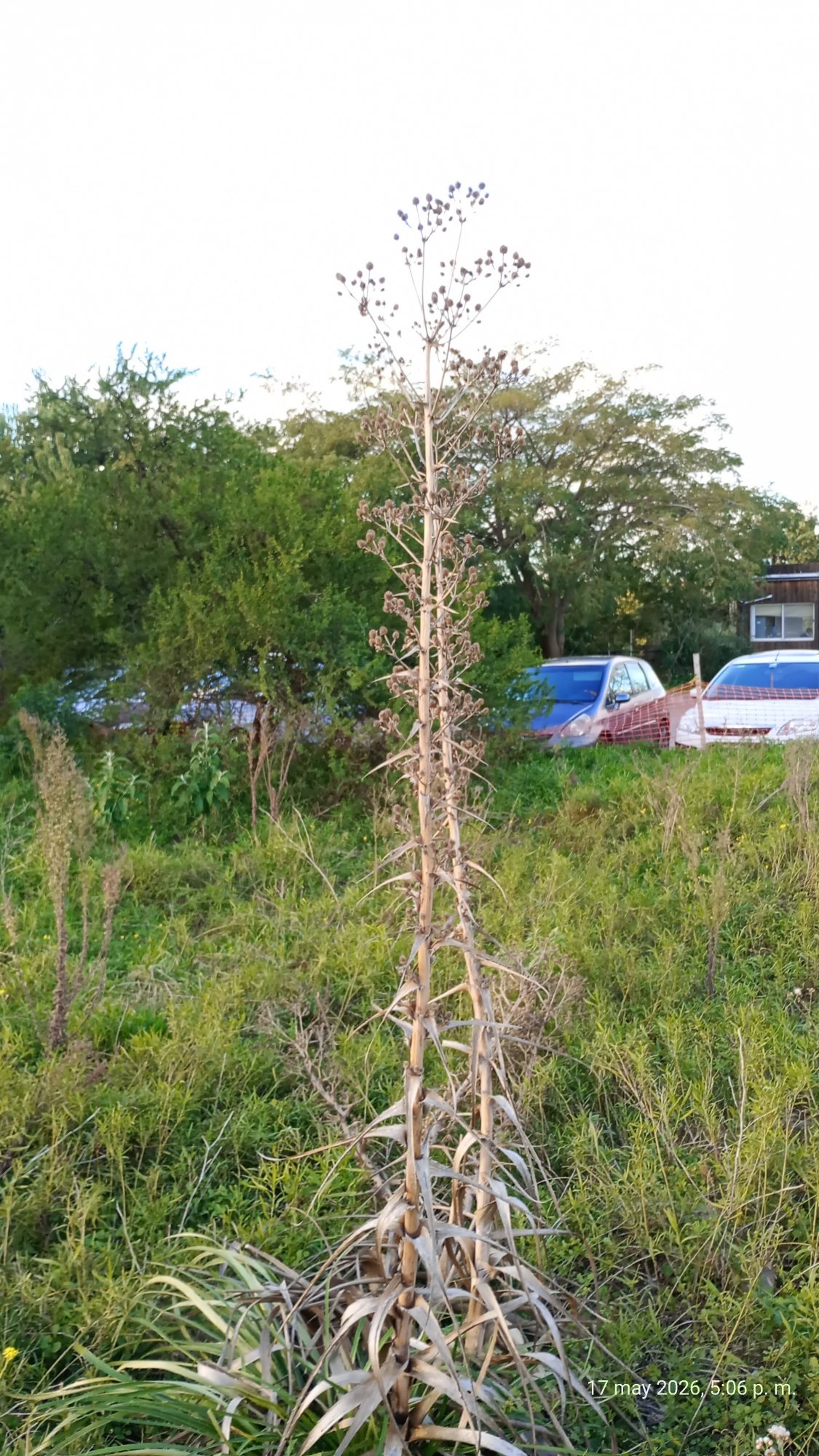 Photo Cardilla