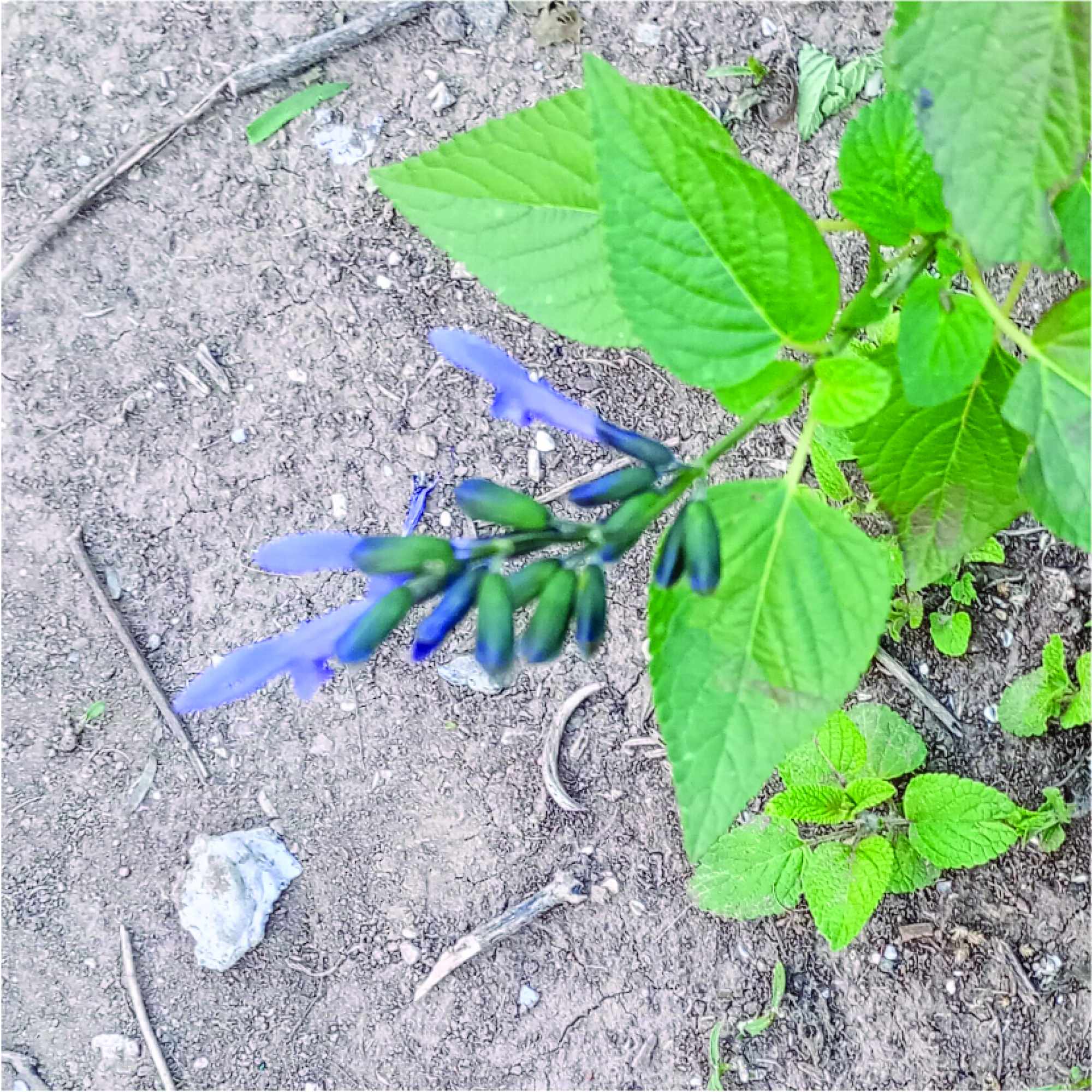 Photo Salvia Guaranitica