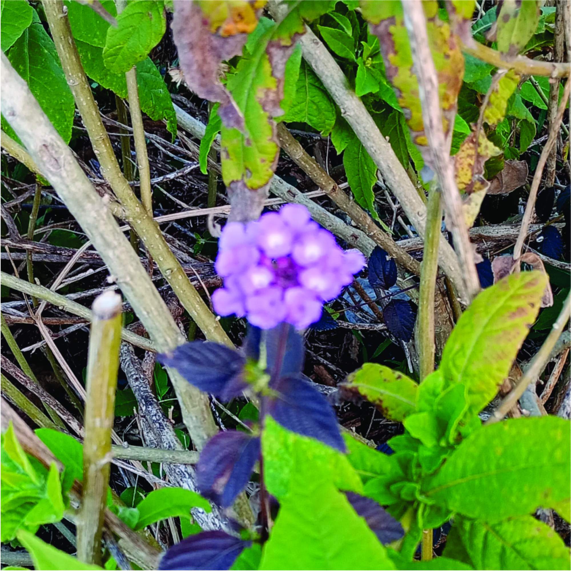 Foto Verbena Rastrera
