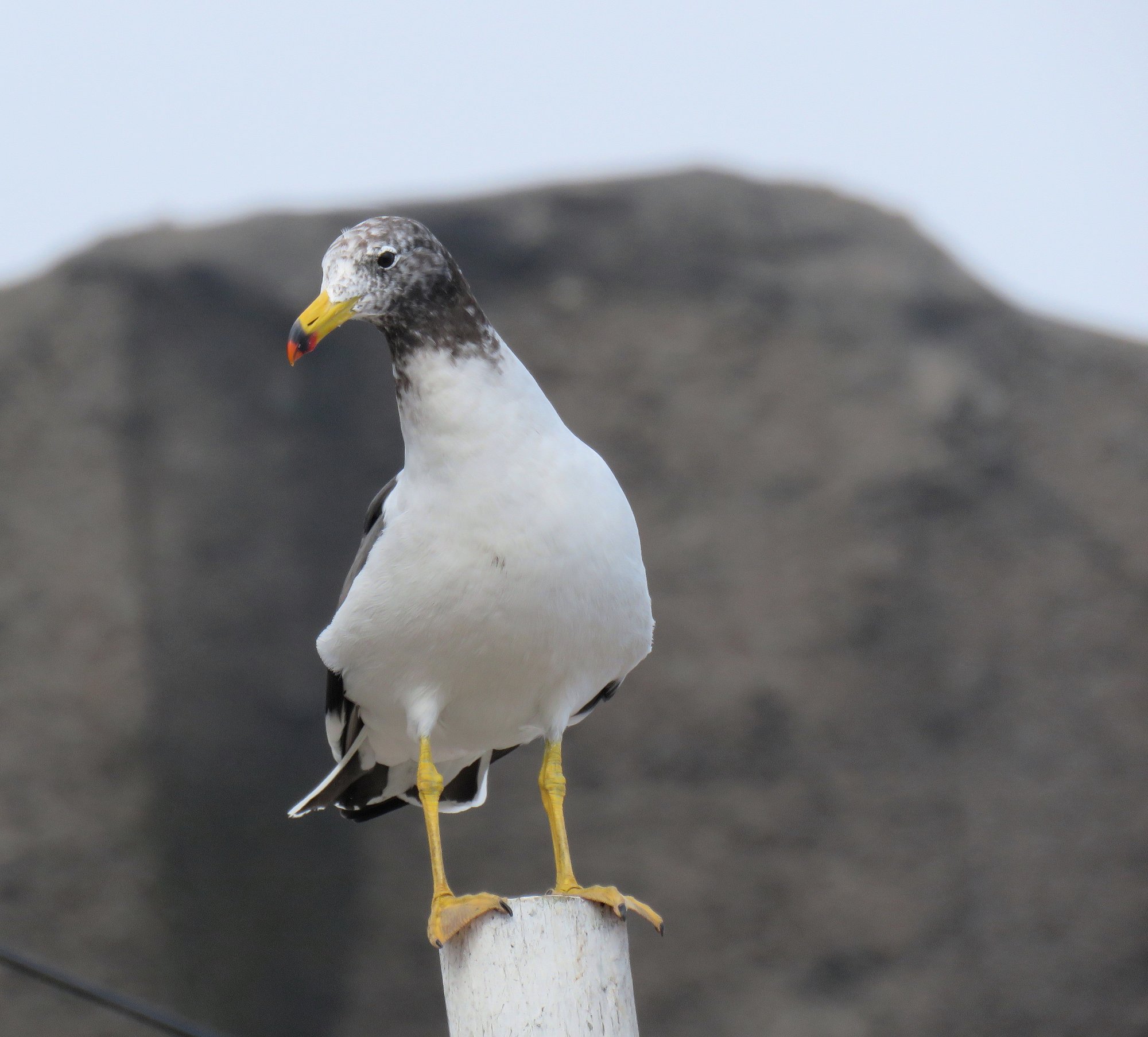 Foto Gaviota del Pacífico