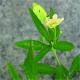 Sida rhombifolia
