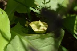 Foto Limoncito Dos Puntos