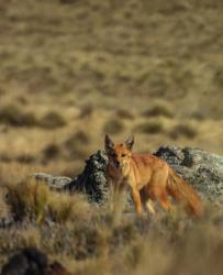 Foto Zorro Colorado