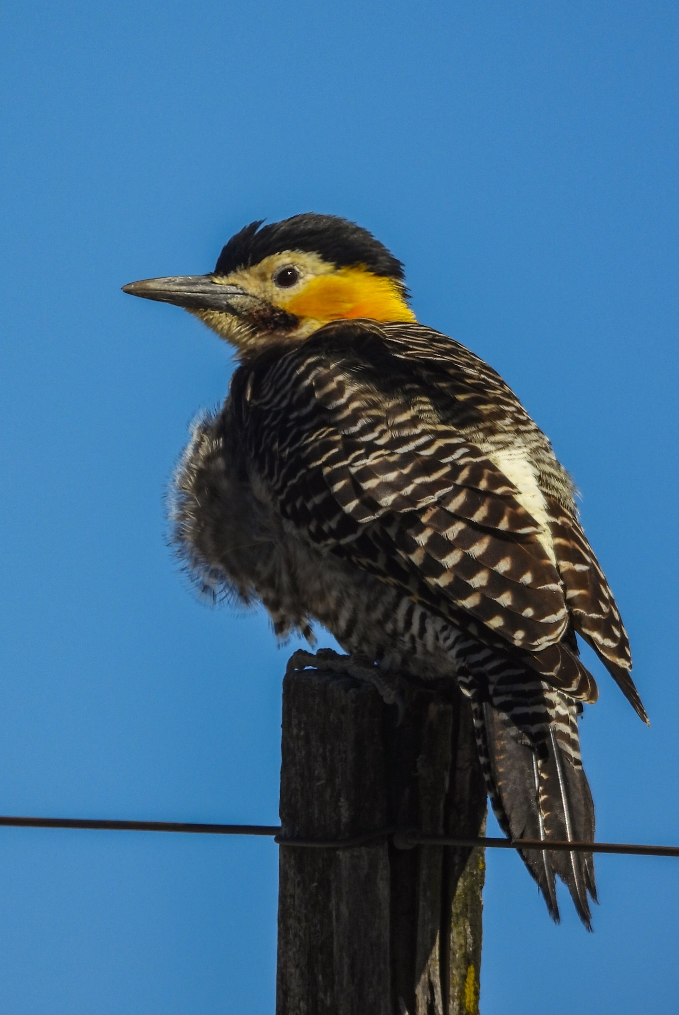 Photo Carpintero Campestre