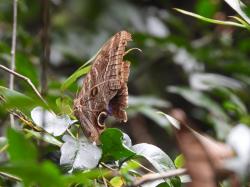 Foto Mariposa Lechuza