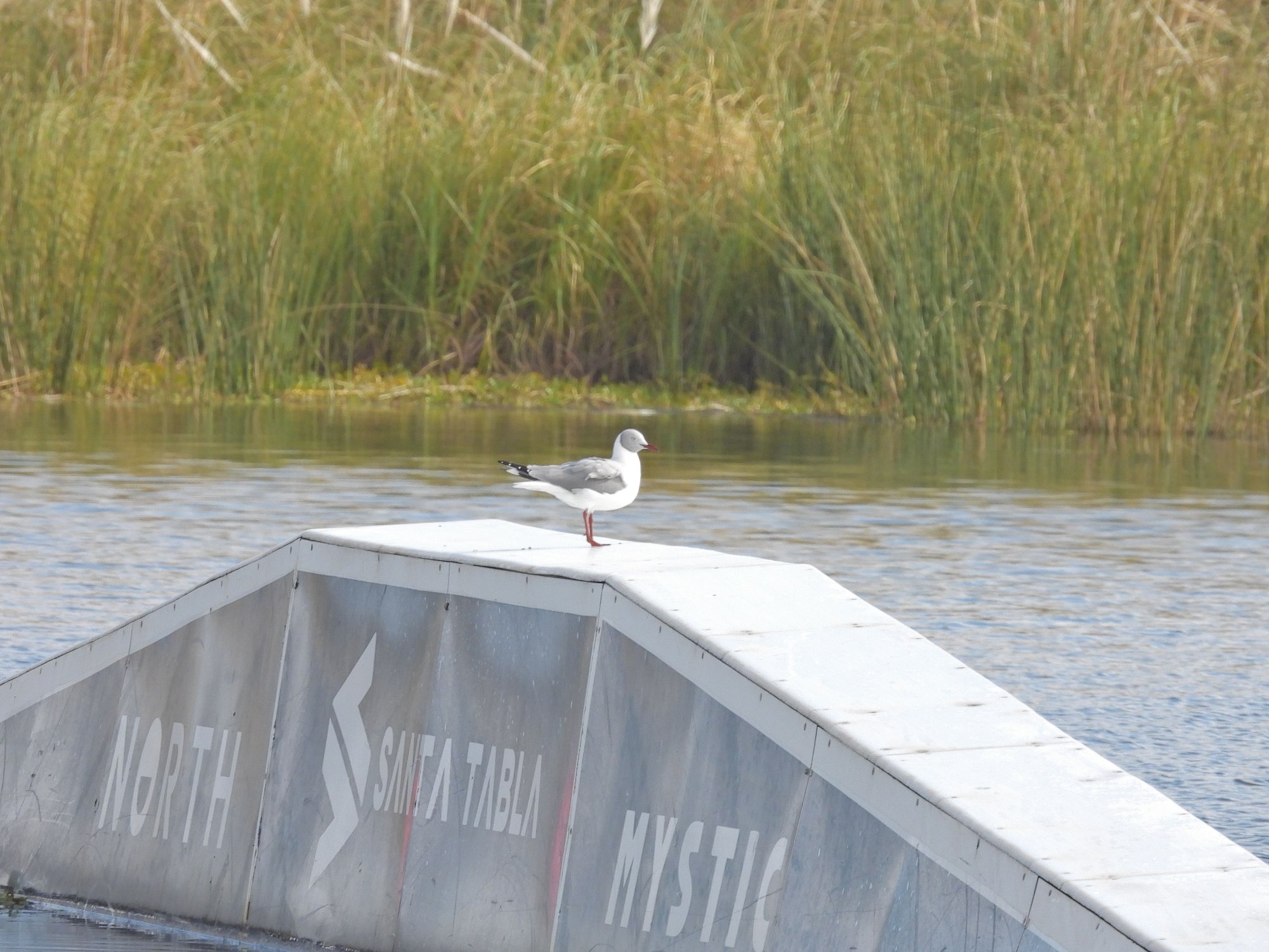 Foto Gaviota Capucho Gris