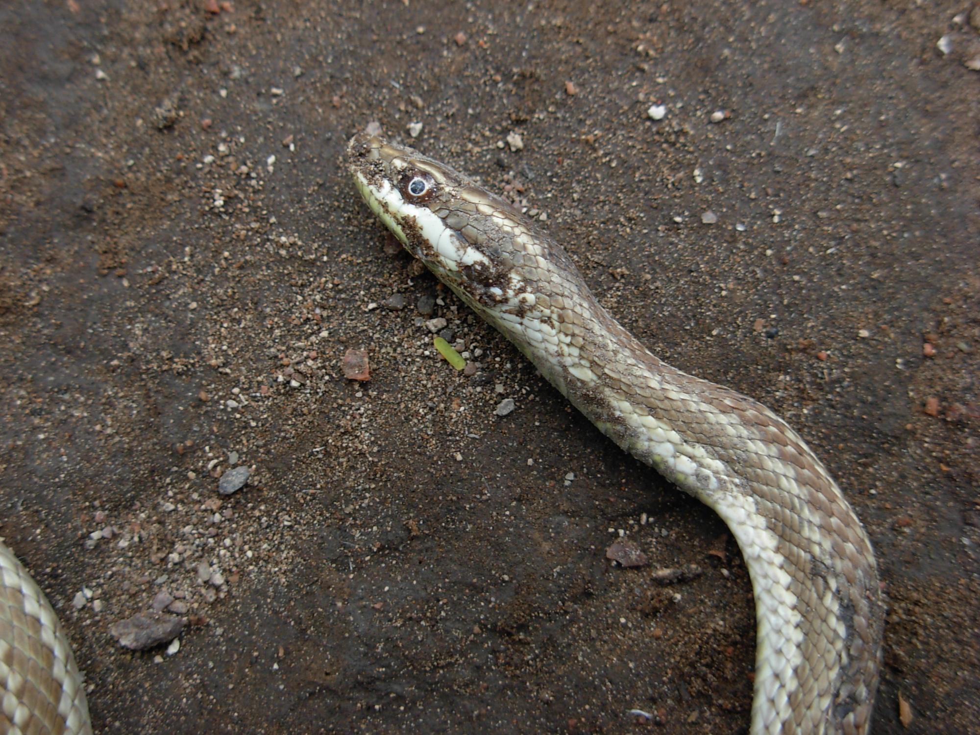 Photo Culebra Ratonera