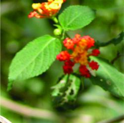 Foto Lantana