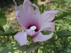 Foto Rosa De Río