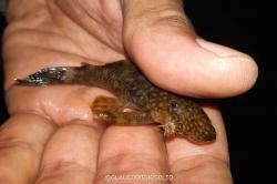 Cascudo-roseta (Ancistrus multispinis)