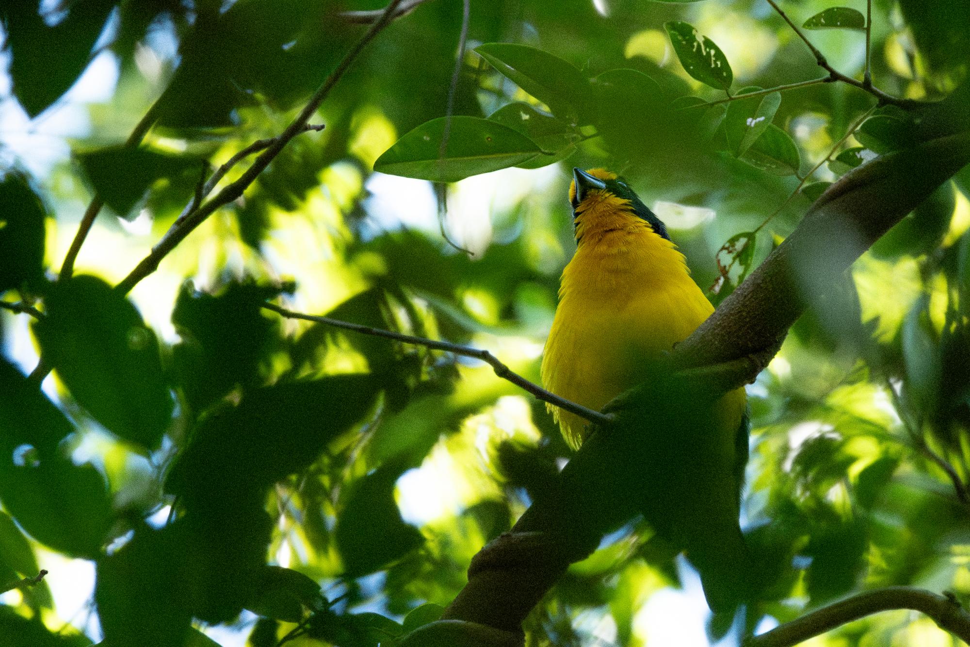 Euphonia&nbsp;violacea
