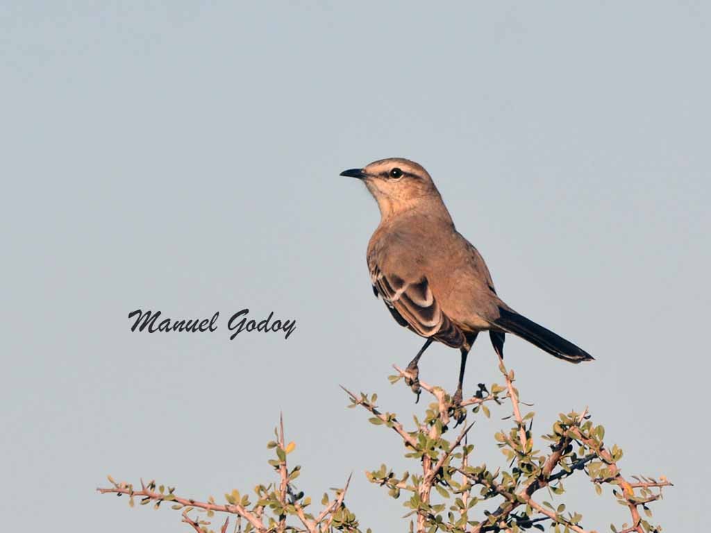 Patagonian Mockingbird (Mimus patagonicus)