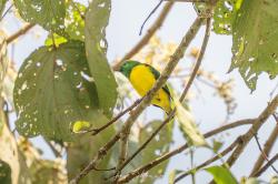Photo Tangará Bonito