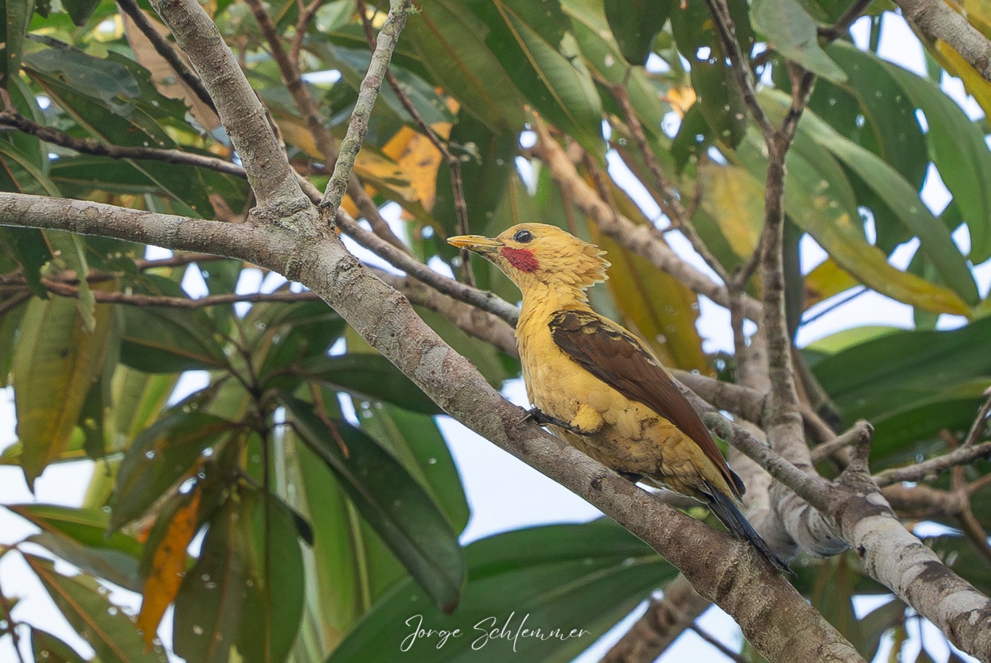 Foto Carpintero Flavo