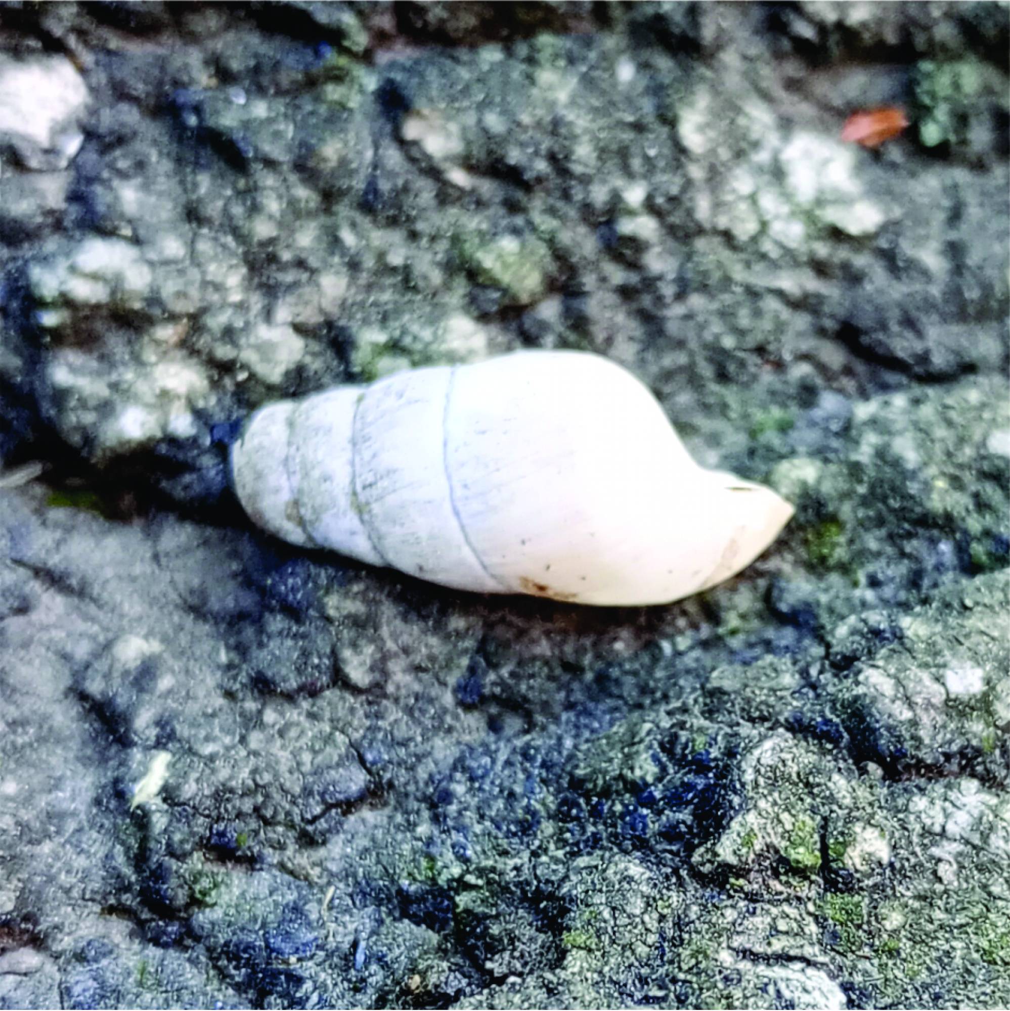 Foto Caracol Degollado