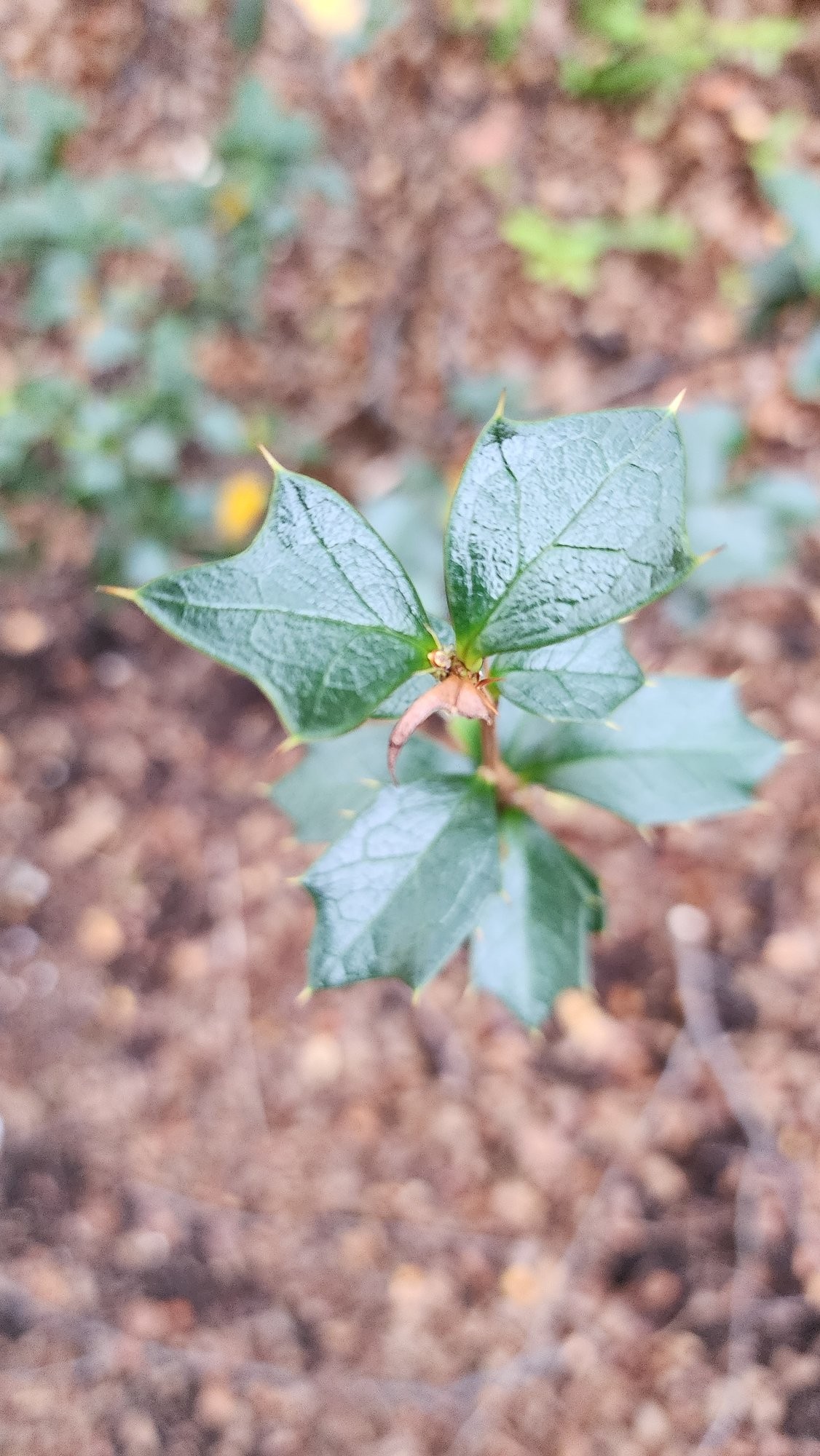Berberis&nbsp;ilicifolia