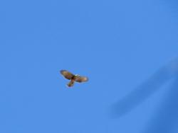 Foto Aguilucho Andino
