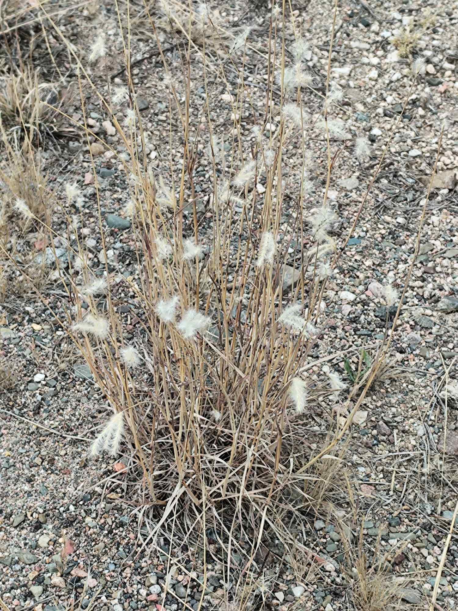 Bothriochloa&nbsp;springfieldii