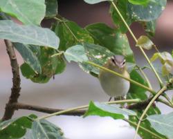 Foto Vireo Coronipardo