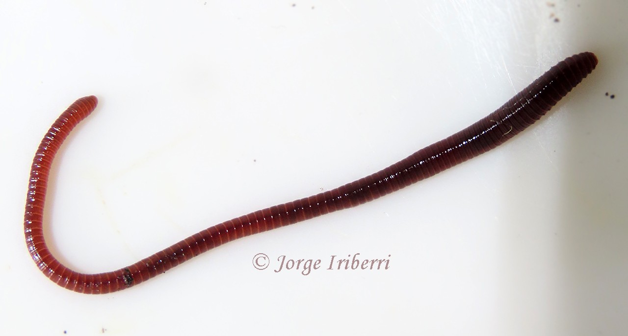 Photo Lombriz Californiana