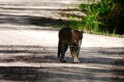 Foto Ocelote