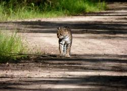 Foto Ocelote