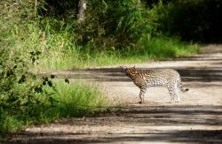 Foto Ocelote