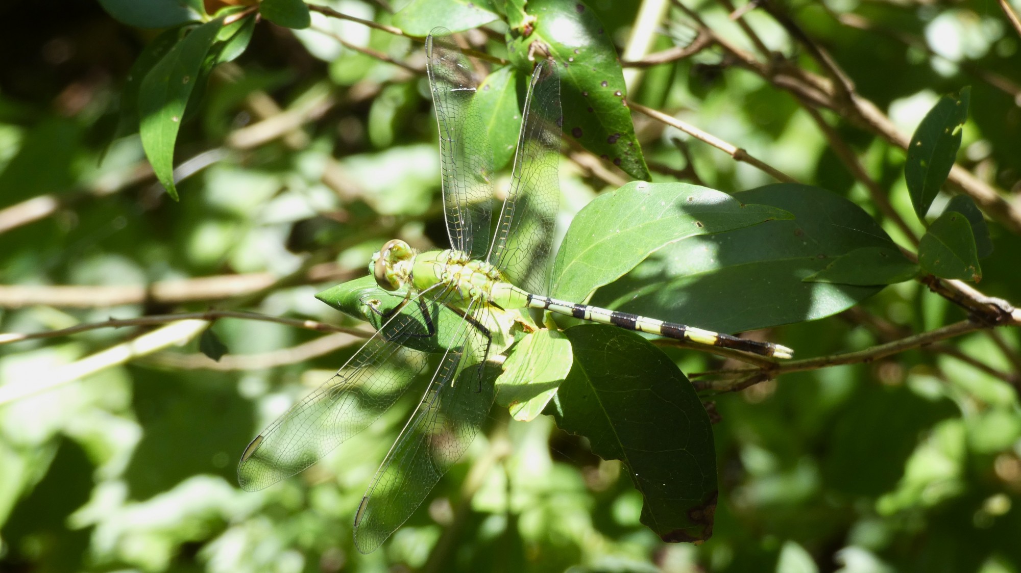 Foto Alguacil Verde