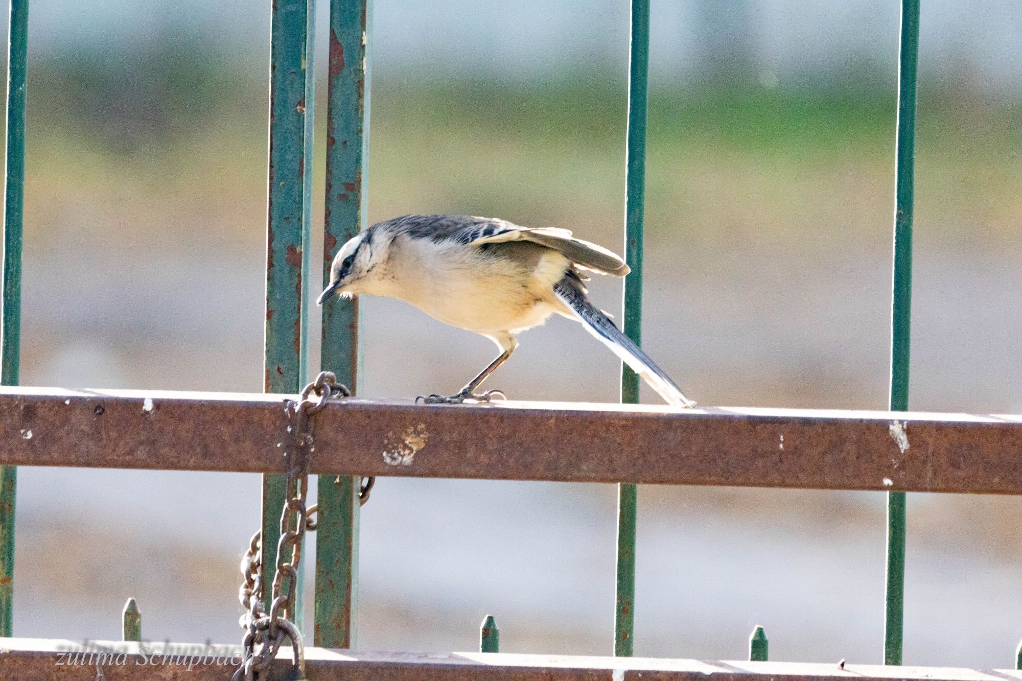 Foto Calandria Grande