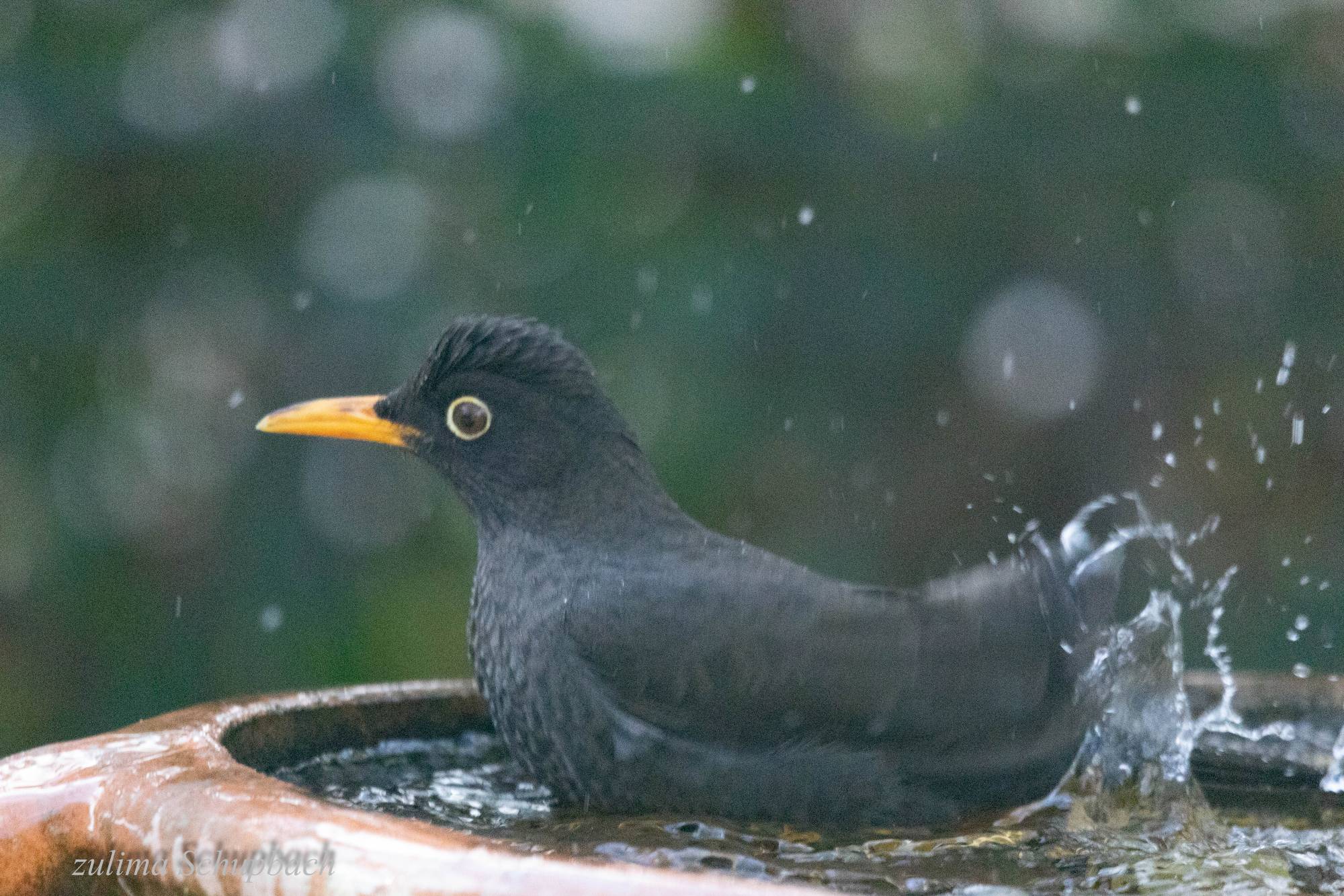 Foto Zorzal Chiguanco