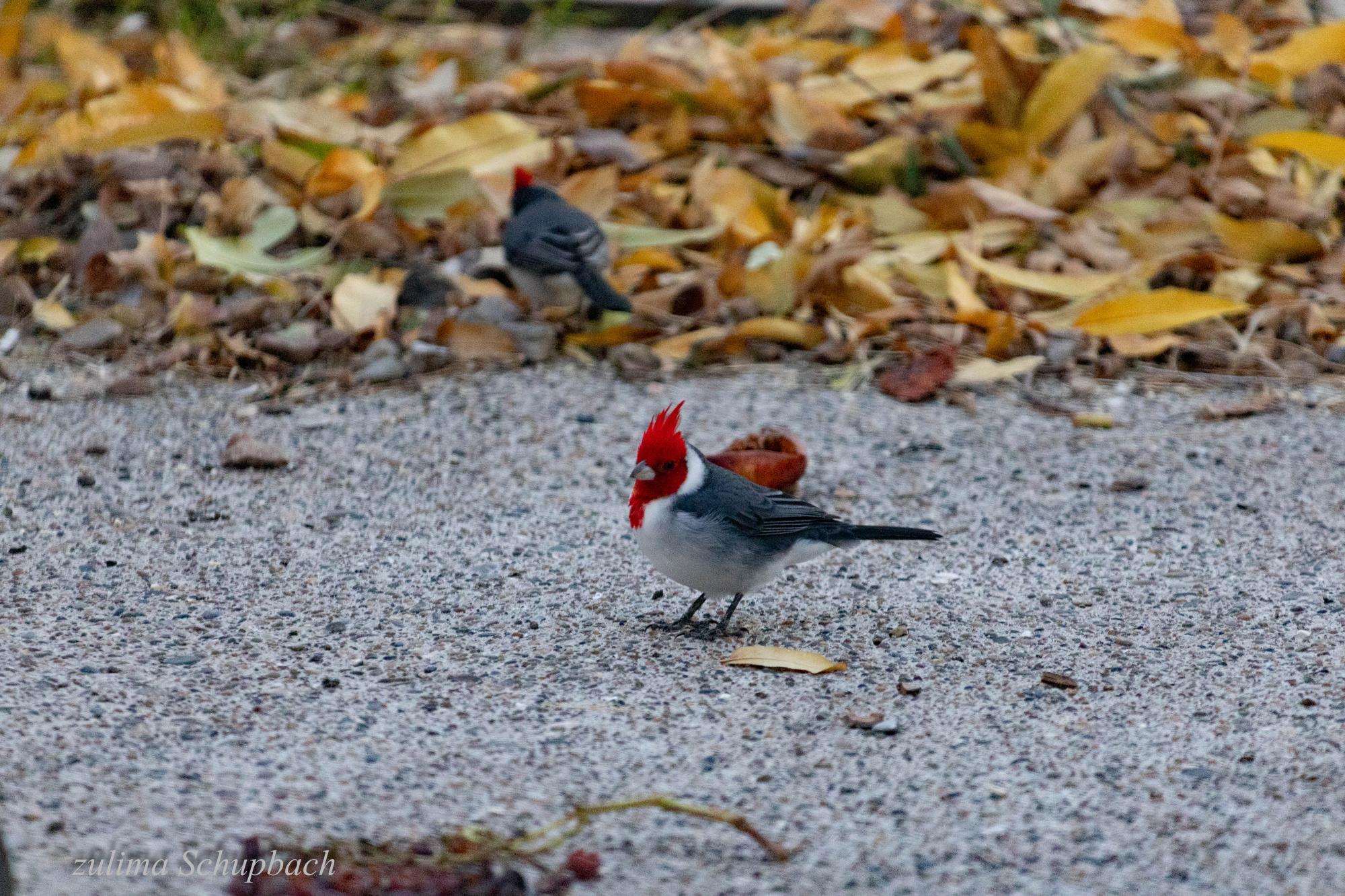 Photo Cardenal Común