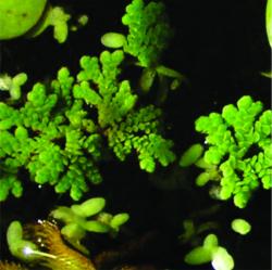Foto Helecho De Agua
