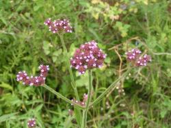 Foto Verbena Amarga