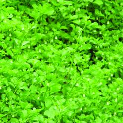Foto Huevito De Gallo