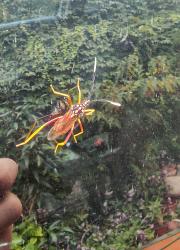 Foto Chinche del Mburucuyá