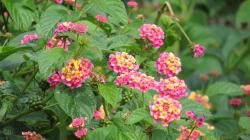Foto Lantana