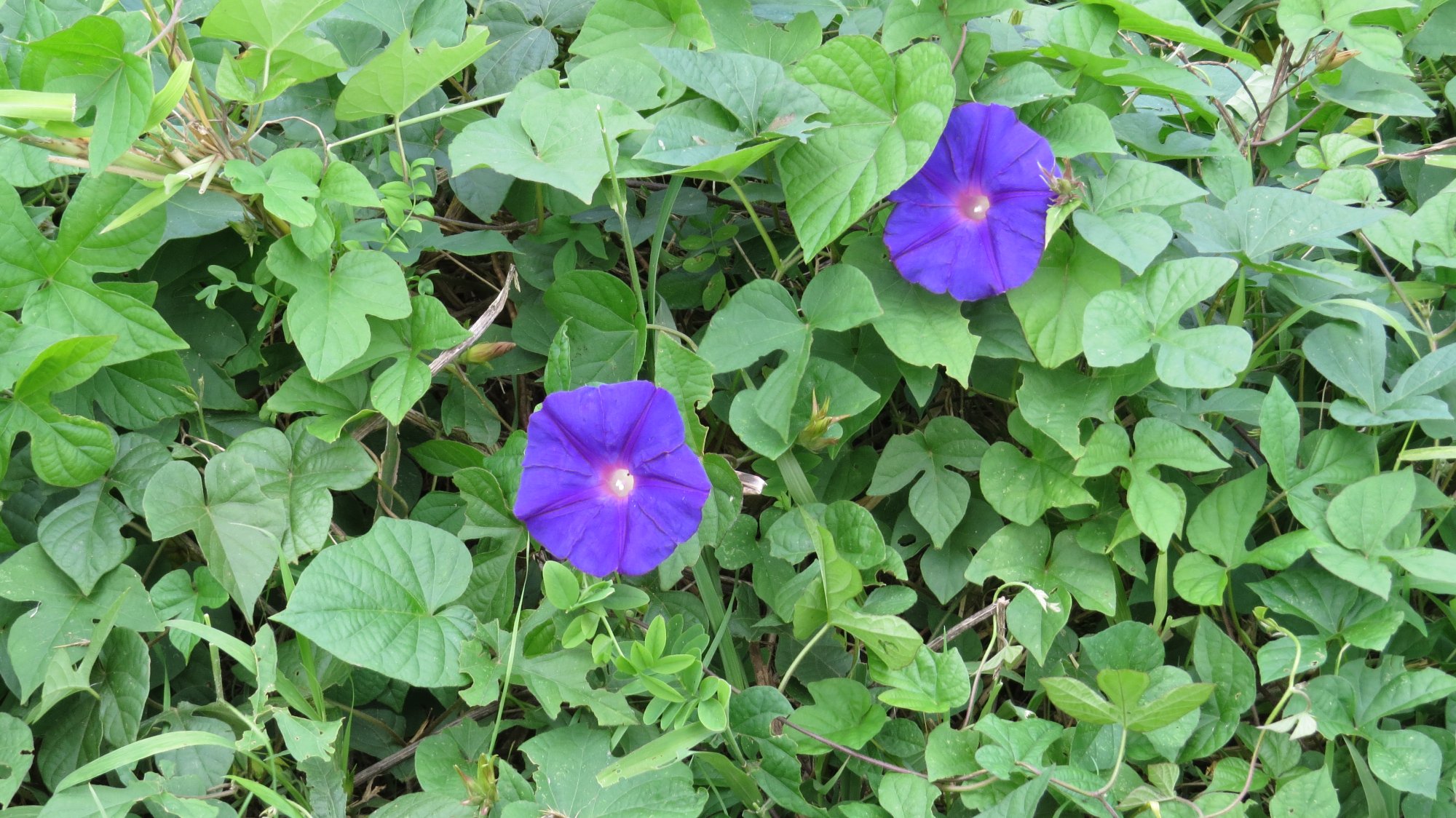 Foto Campanilla