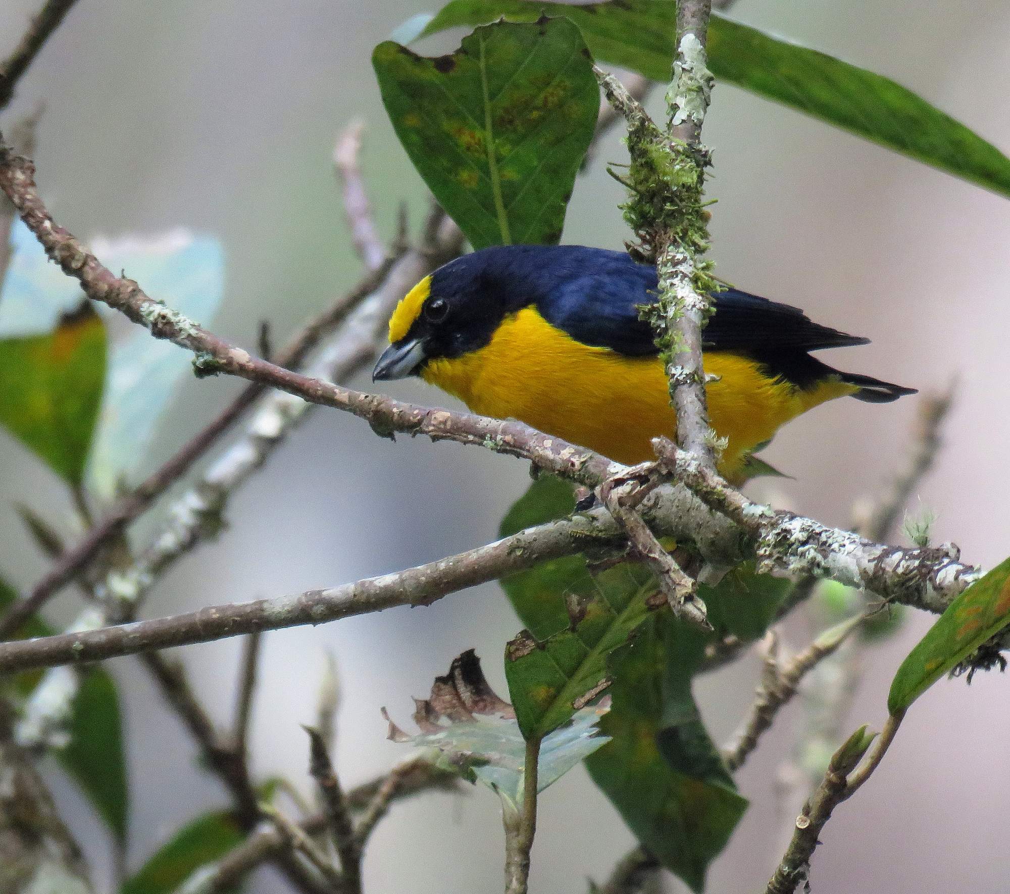Photo Euphonia Piquigruesa