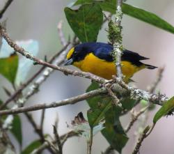 Foto Euphonia Piquigruesa
