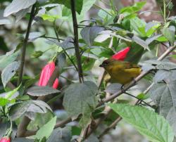 Foto Euphonia Piquigruesa