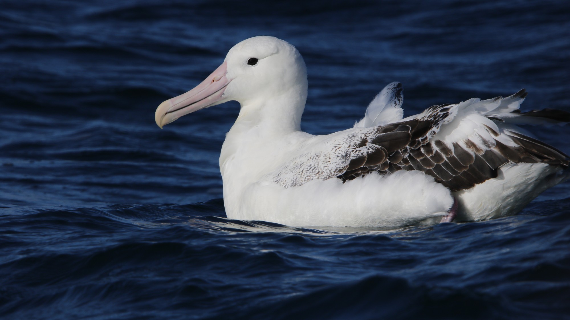 Foto Albatros Real Mayor