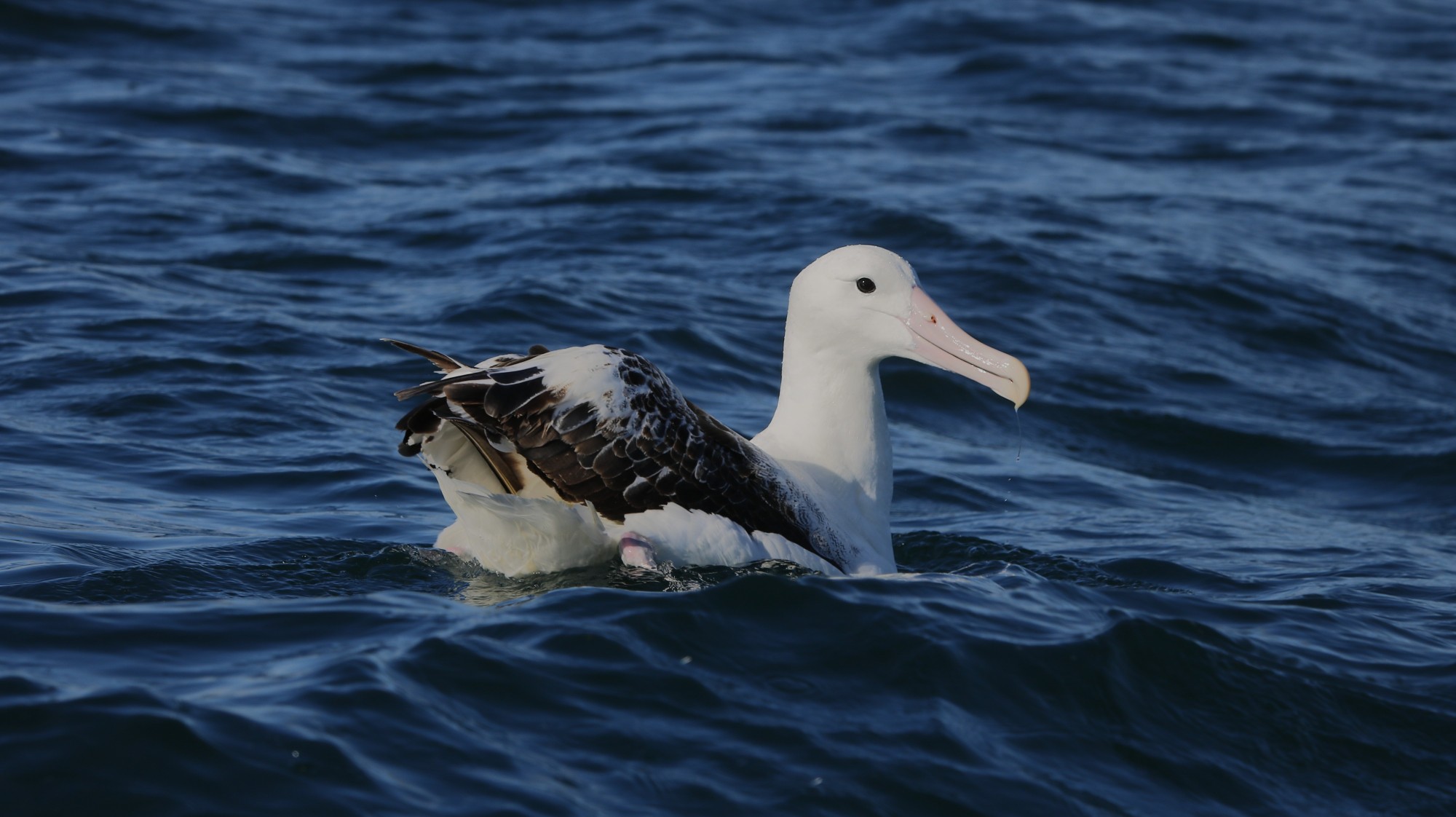 Foto Albatros Real Mayor