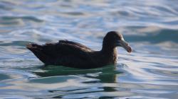 Photo Petrel Gigante Subantártico