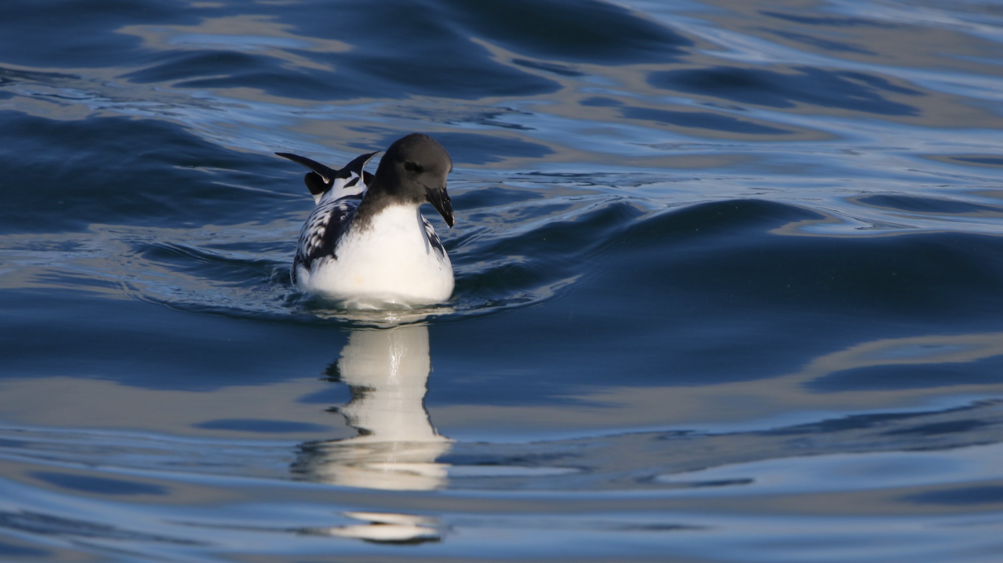 Photo Petrel Damero
