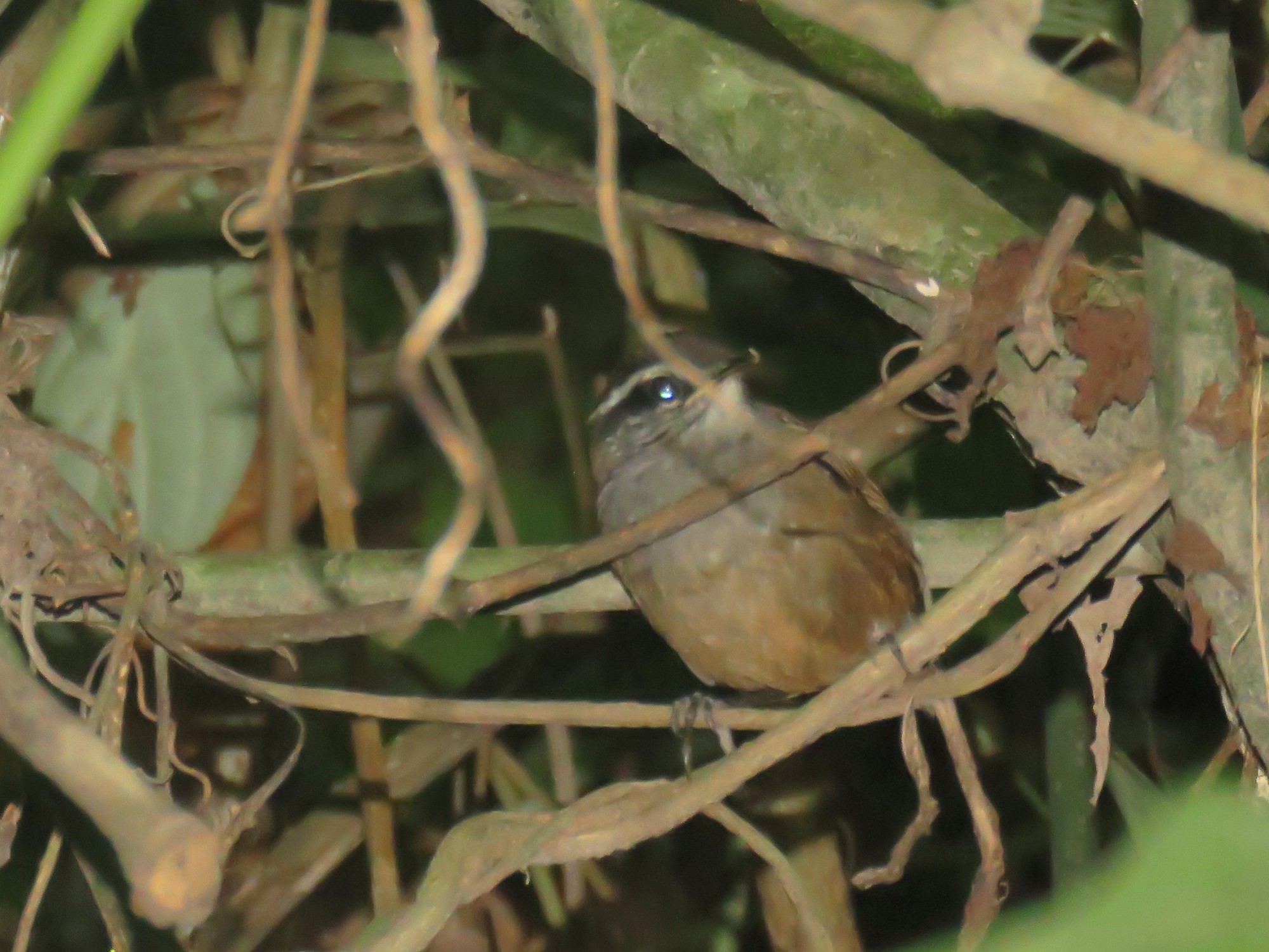 Foto Soterrey de Selva Pechigrís