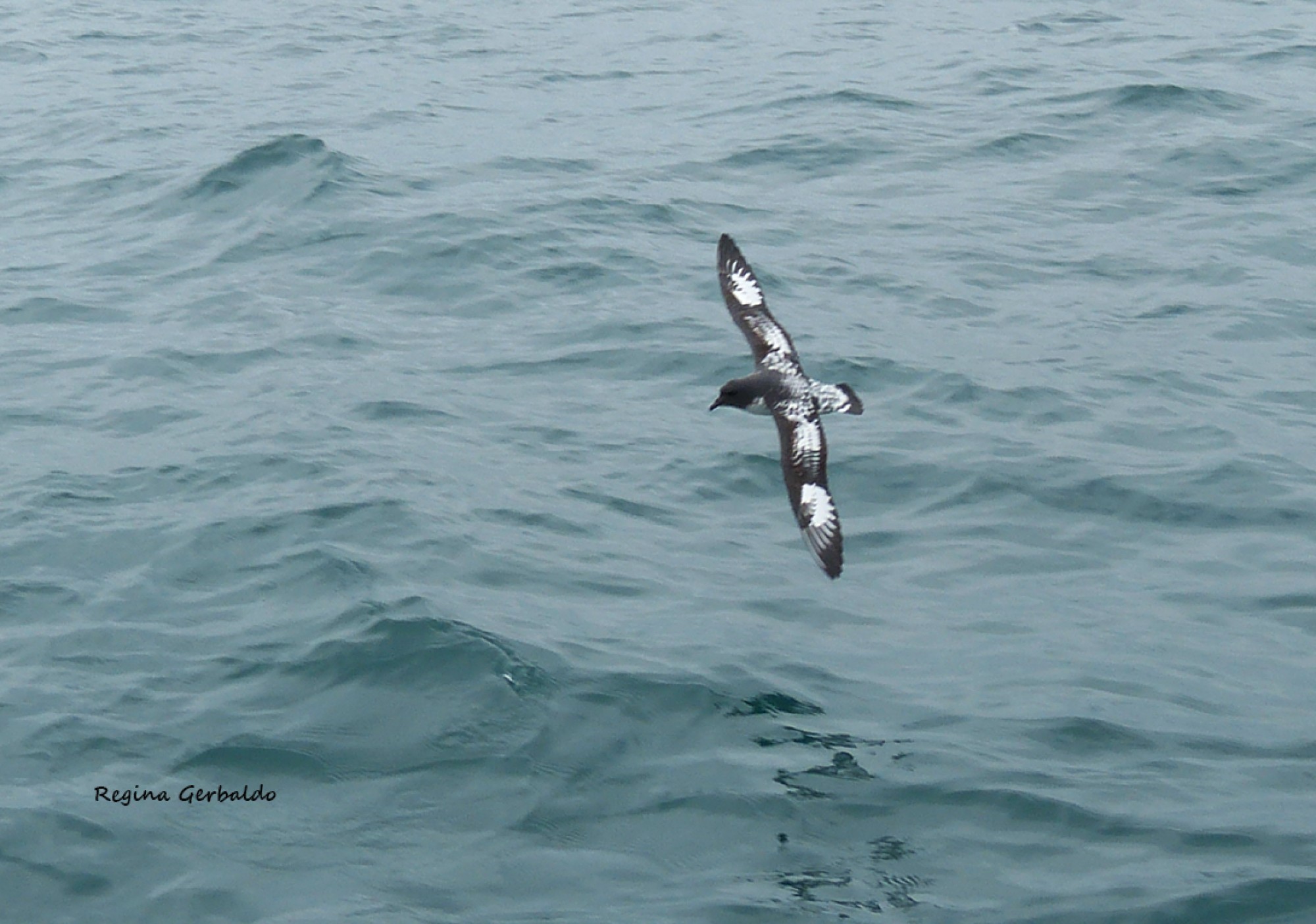 Photo Petrel Damero