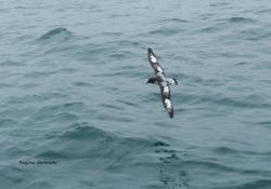 Foto Petrel Damero