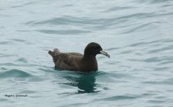 Foto Petrel Barba Blanca
